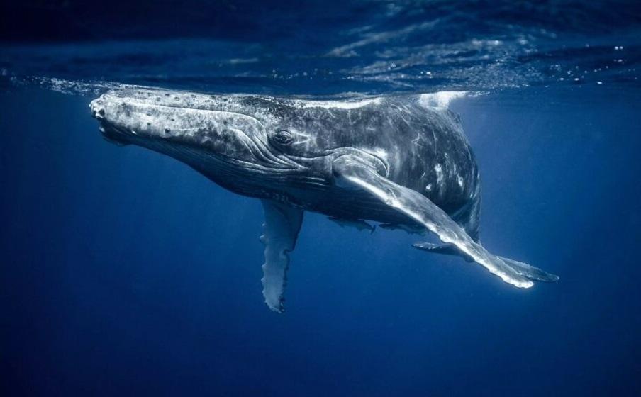 برای اولین بار دانشمندان با نهنگ‌ها صحبت کردند