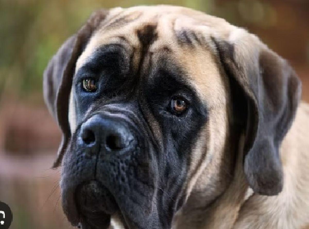 بزرگ ترین سگ دنیا را ببینید | این سگ در 2 دقیقه یک انسان را می درد! (عکس)
