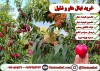 خرید نهال هلو و شلیل با ضمانت سلامت و ارسال از نهالستان